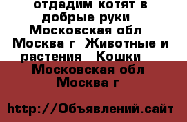 отдадим котят в добрые руки - Московская обл., Москва г. Животные и растения » Кошки   . Московская обл.,Москва г.